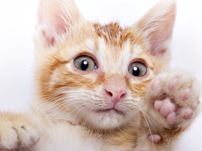 9 Hilarious Cat Videos You MUST See