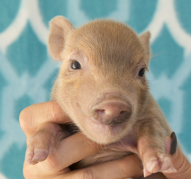 yup-we-bought-a-pet-pig-for-our-anxious-daughter