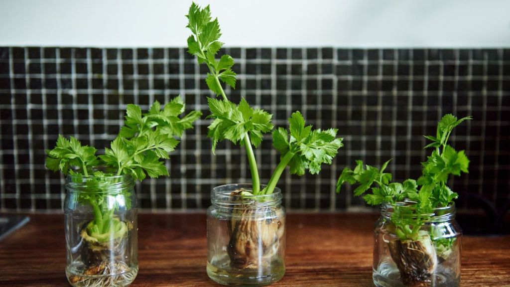 Shot of plants growing in glass jars on a table at home, a great craft idea for baby food jars